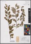 Foto von Salix aurita L.